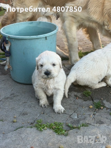 Голдън ретривър 