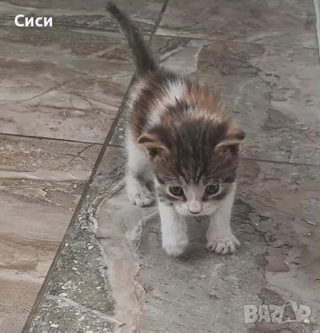 КОТЕ бебе,женско, снимка 5 - Други - 55777470