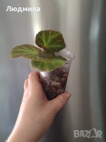 Бегония Соли Мутата/solimutata, снимка 2 - Стайни растения - 53758551