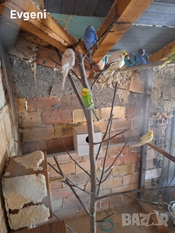 Вълнисти папагали , снимка 3 - Папагали - 51473102