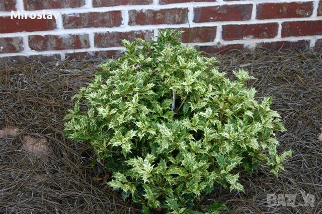 Османтус Триколор-(Osmanthus'Goshiki') , снимка 6 - Градински цветя и растения - 40667442