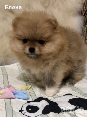 Померанче, снимка 9 - Померан - 52392869