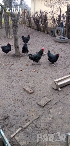 Кокошки и петел Австралорп, снимка 4 - Кокошки и пуйки - 53276015