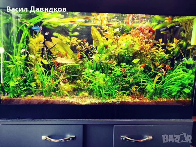 Аквариум с поставка EHEIM Vivaline LED 126 - антрацит, снимка 2 - Аквариуми - 52015829