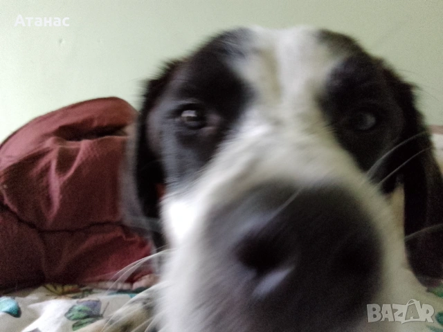 Подарявам кученце, снимка 3 - Други - 54230494