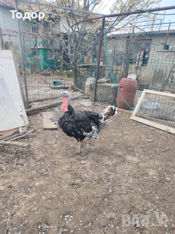 Пуяк на 9 месеца