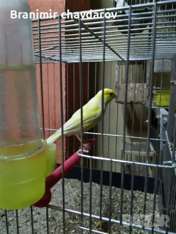 продавам канари , снимка 3 - Канари - 48108339