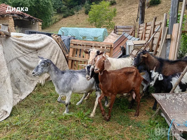 Свободни мъжки и женски, снимка 12 - Кози - 54322416