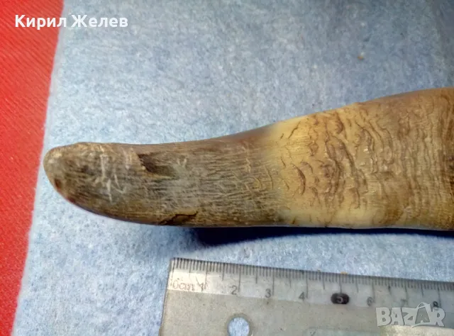Стар БИВОЛСКИ ГОВЕЖДИ РОГ За КОЛЕКЦИЯ ТЕМАТИЧНА ДЕКОРАЦИЯ 47819, снимка 10 - Антикварни и старинни предмети - 47971805