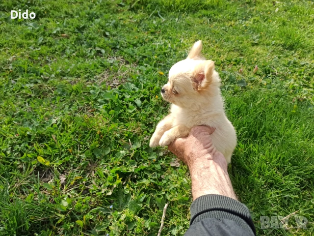 Продавам мъжки  чихуахуа , снимка 4 - Чихуахуа - 53564809