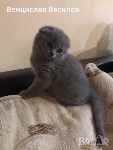 Шотландско клепоухо , снимка 4 - Британска късокосместа - 52683305