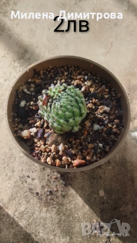 Семпервивум - дебелец различни сортове , снимка 17 - Градински цветя и растения - 52001936