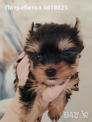 Мини йоркширски териери , снимка 5 - Йоркширски териер - 54048007
