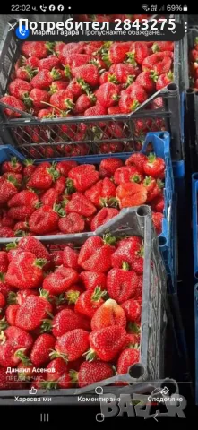 Продавам разсад ягоди , снимка 9 - Сортови семена и луковици - 49800193