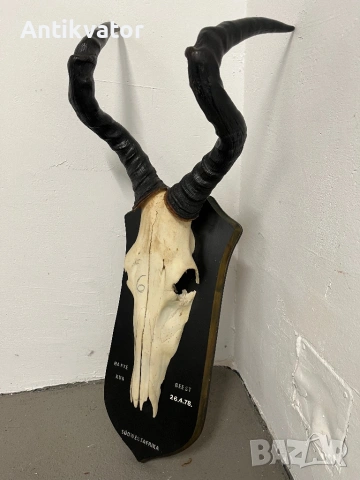 Трофей от антилопа-хартебест , снимка 2 - Декорация за дома - 54346338