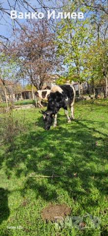 Свободни 6 редовни крави , снимка 11 - Крави - 52412161