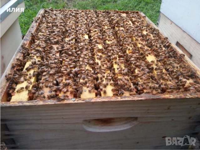 Пчелни отводки, снимка 5 - За пчели - 39565893