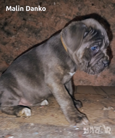 Бебета КАНЕ КОРСО