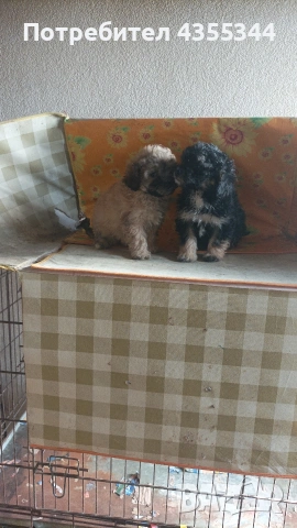 Мини Пудел , снимка 2 - Пудели - 53874899