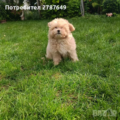 Малтипу(Maltipu)момиче, снимка 6 - Пудели - 56038348