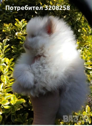 ПОМЕРАН/ПОМЕРАНИ