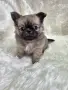 чихуахуа момиченце , снимка 7