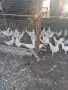  Легхорн ярки и петли , снимка 2