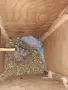 продавам малки александри, снимка 14