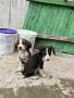 Ловджийски кучета, снимка 3