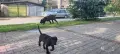 КЧЕТА КАНЕ КОРСО, снимка 14