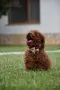 Той пудел Toy poodle, снимка 5