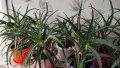 Лечебно Алое (Aloe Arborescens) над 3г., снимка 3