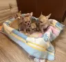 Мини Чихуахуа бебета , снимка 3