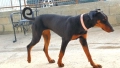 Добермани расови, снимка 8