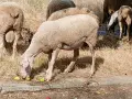 Свободни два броя овце!, снимка 6