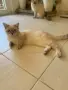 Шотлански котета, снимка 2