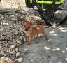 Пинчер.         ., снимка 3