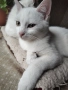 коте, снежно бяло момче, 8 мес., снимка 2
