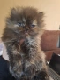 Уникални персийски котенца , снимка 10