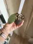 Хоя Latifolia Silver, снимка 3