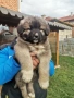 Кавказка овчарка, снимка 1