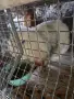 продавам кочовати зайци , снимка 13