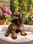 Кавапу Cavapoo F1b, снимка 2
