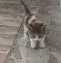 КОТЕ бебе,женско, снимка 5