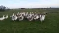 Гъски големи отлично гледани , снимка 2