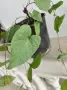 Коралова лоза eкзотика над 1 метър , снимка 6