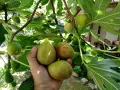 Смокини разсад в кофичка., снимка 4
