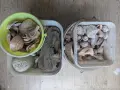 Голям лот морски камъни, рапани, миди и парче морско дърво (driftwood) – за декор и DIY, снимка 2
