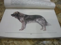 Породите кучета в България-Андрей Мицулов, снимка 3