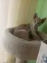 Подарява се котенце, снимка 2